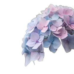 Imagen PNG para descargar